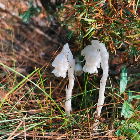 Ghost Pipe Flower Essence