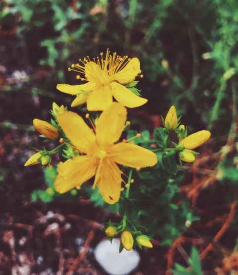 Earth Keeper | Flower Essence