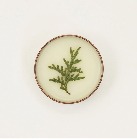 Restore Salve | Blackberry + Nettle (Previously Forest Bathing)