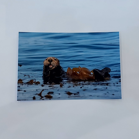 Kimberley Kufaas - Horizontal Post Card | Sea Otter