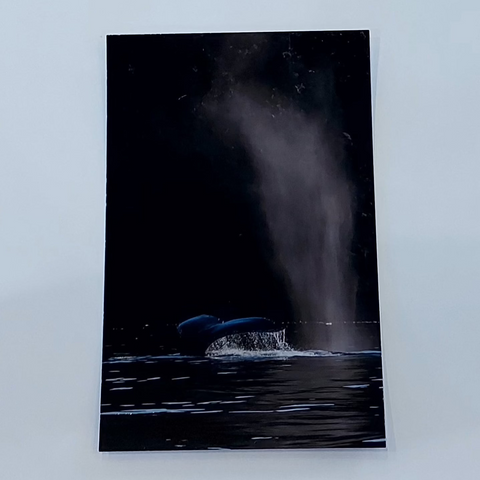 Kimberley Kufaas - Vertical Post Card | Whale Tale