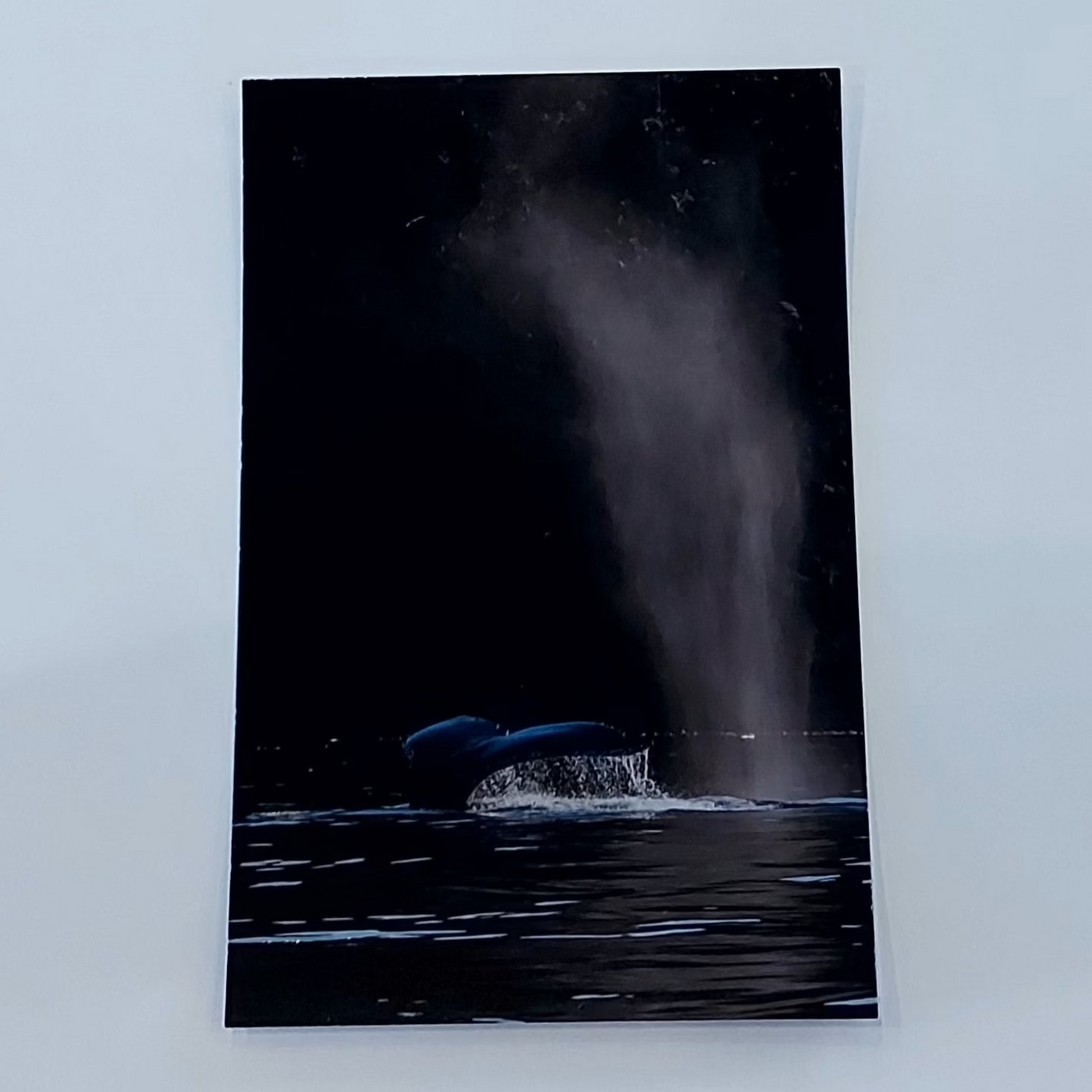 KIMBERLEY KUFAAS - VERTICAL POST CARD | WHALE TALE