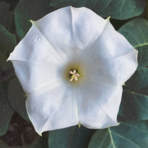 Flower Essence | Datura