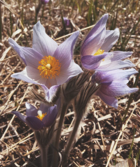 Flower Essence | Pulsatilla