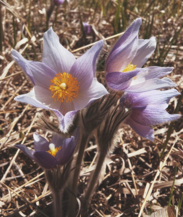 XÁLISH MEDICINES - FLOWER ESSENCE | PULSATILLA