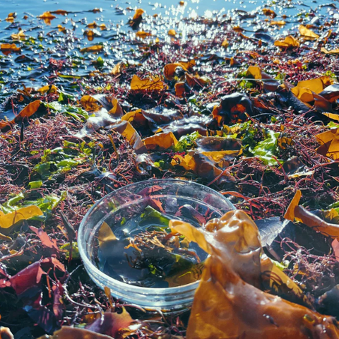 Flower Essence | Seaweed, Salish Sea