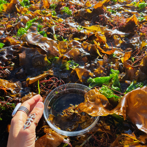 Flower Essence | Seaweed, Salish Sea