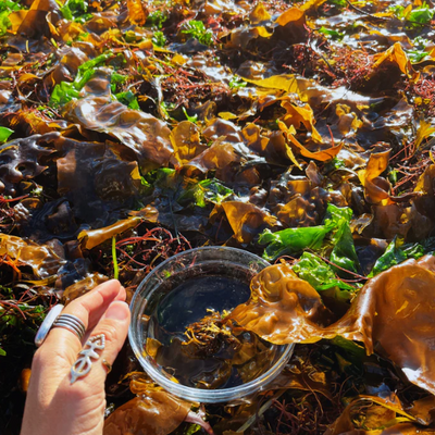 XÁLISH MEDICINES - FLOWER ESSENCE | SEAWEED, SALISH SEA