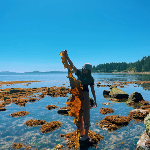 Flower Essence | Seaweed, Salish Sea