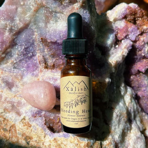 A small bottle labeled 'Bleeding Heart' by Xalish Medicine, set against a backdrop of rocks and crystals.