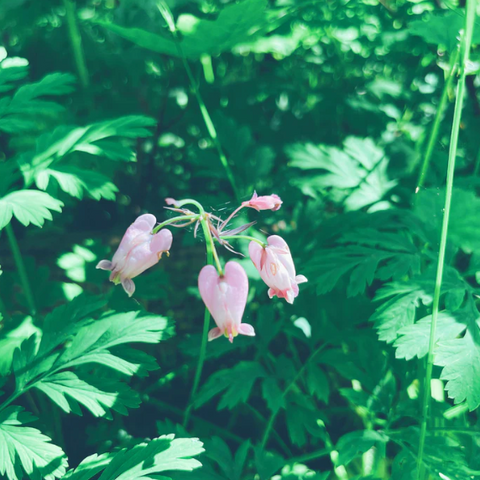 Bleeding Heart Flower Essence