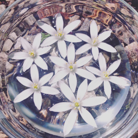 Cosmic Weaver Flower Essence