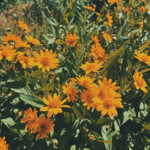 Cosmic Weaver Flower Essence