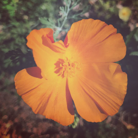 Flower Essence | California Poppy