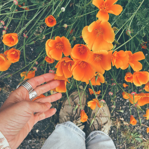 Flower Essence | California Poppy