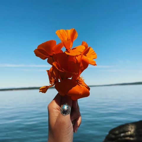 Flower Essence | California Poppy