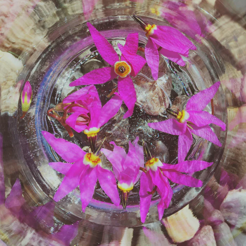 Shooting Star Mountain Flower Essence