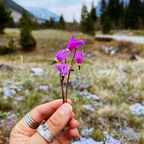 Shooting Star Mountain Flower Essence