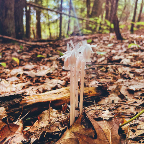 Ghost Pipe Flower Essence
