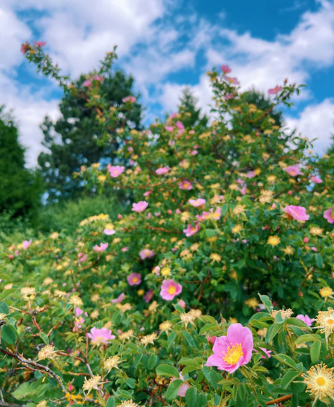 Tamsháashu (Wild Rose) Flower Essence