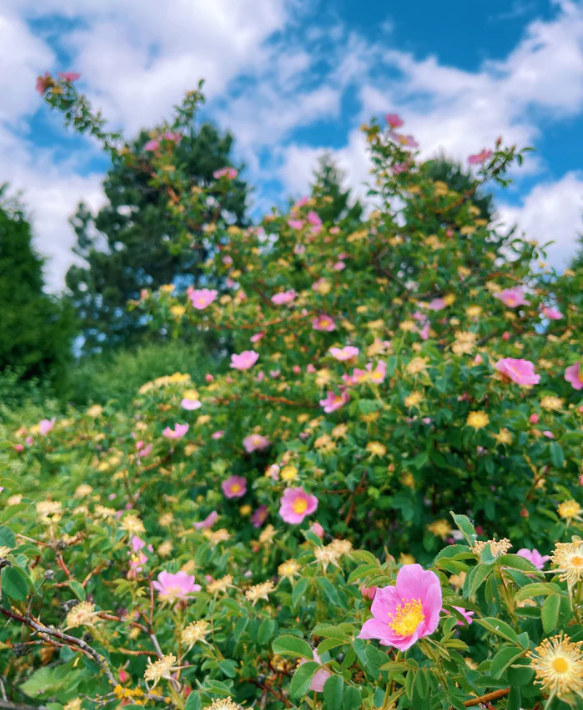 XÁLISH MEDICINES - Tamsháashu FLOWER ESSENCE | WILD ROSE