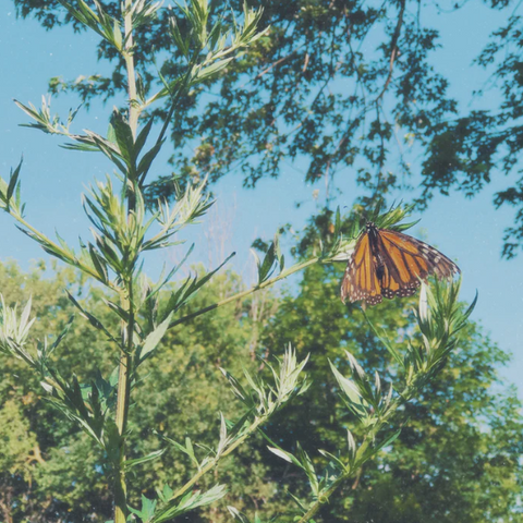 Vision & Spirit Tincture | Mugwort & Catnip