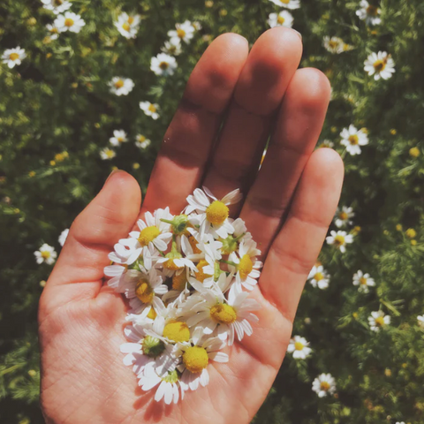 Glowing Skin + Digestive Tea