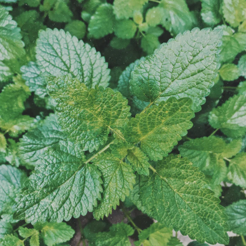 Close-up of green leaves with a blurred background