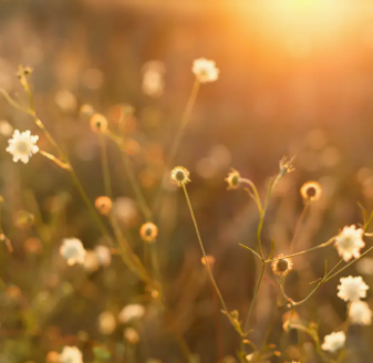 Soy Candle - Golden Hour | Orange + Coconut + Musk + Gardenia