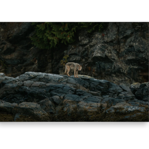 Kimberley Kufaas - Horizontal Post Card | Sea Wolf On Beach