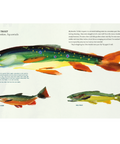 Illustration of a brook trout with text on a white background