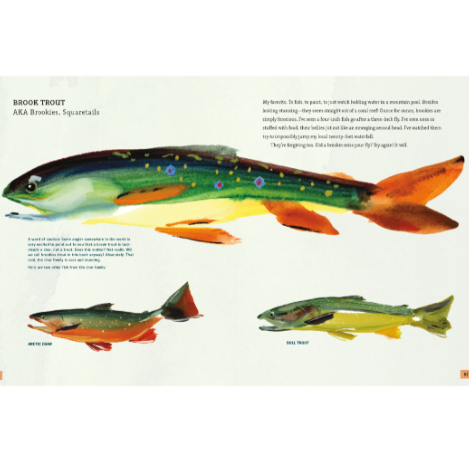 Illustration of a brook trout with text on a white background