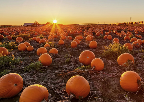 Soy Candle - Pumpkin Patch